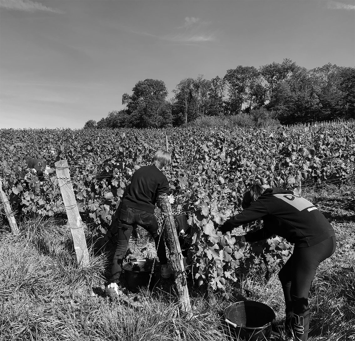 CAP métiers de l’agriculture Option viticulture